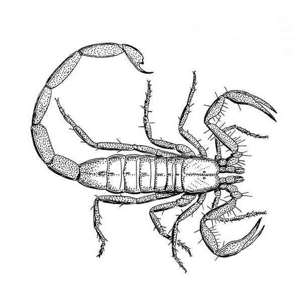 Scorpion Illustration