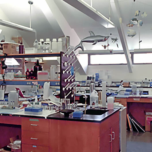 Arachnology Molecular Lab