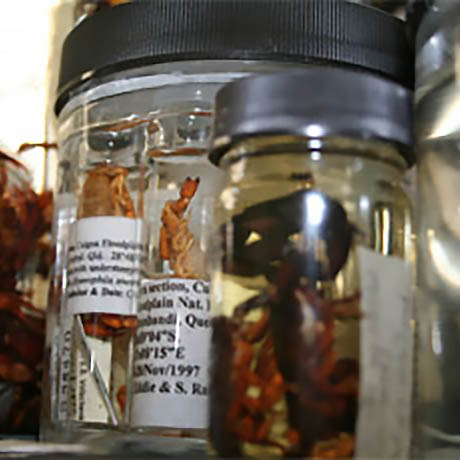 Bottled Collection Scorpions